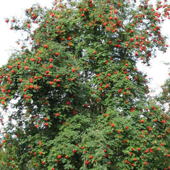 Sorbus aucuparia Tree (Rowan) (12-Litre Pot) image 0
