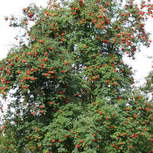 Sorbus aucuparia Tree (Rowan) (12-Litre Pot) image 0