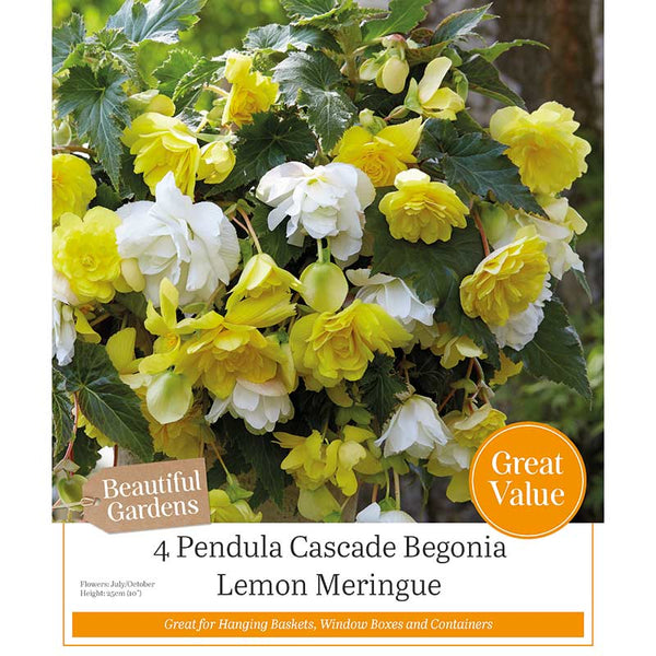 Begonia Lemon Meringue (4 Tubers) image 0