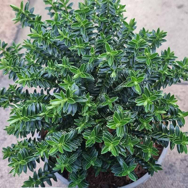 Hebe ‘New Zealand’ (2-Litre Pot) image 0