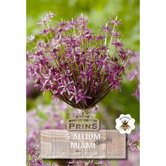 Allium 'Miami' (5 bulbs) image 0
