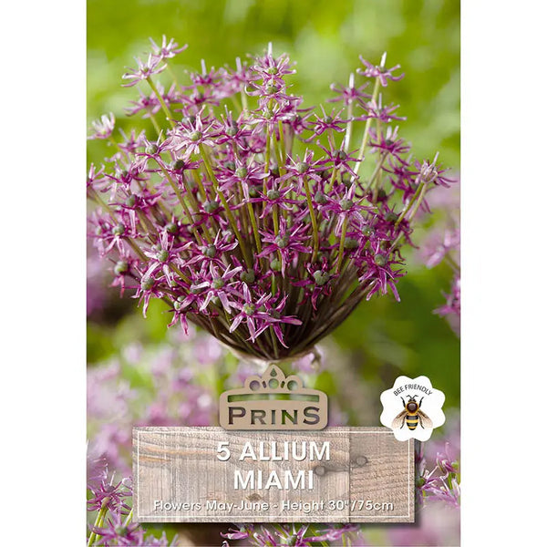Allium 'Miami' (5 bulbs) image 0