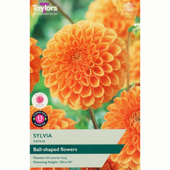 Dahlia ‘Sylvia’ with Muted Orange Flowers (1 Tuber) image 0