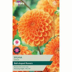 Dahlia ‘Sylvia’ with Muted Orange Flowers (1 Tuber) image 0