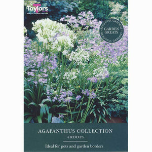 Agapanthus Collection (4 Roots) image 0