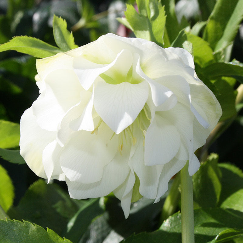 Hellebore ViV® Amalia (4-Litre Pot) image 0