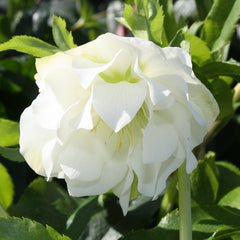 Hellebore ViV® Amalia (4-Litre Pot) image 0