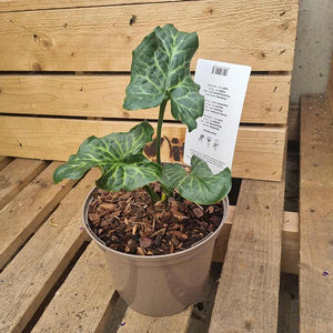 Arum Italicum image 2