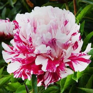 Peony 'Candy Stripe' image 0