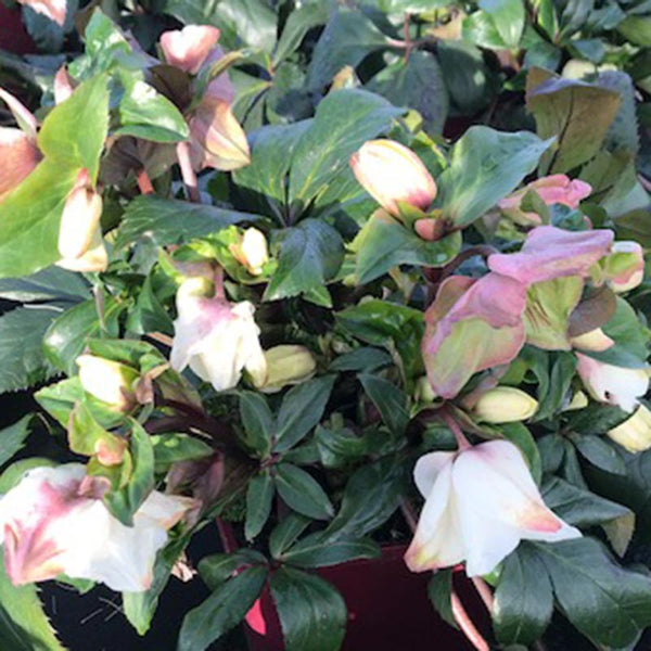 Helleborus HGC® 'Ice N' Roses White' Snow Rose image 0