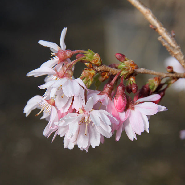 Prunus subhirtella ‘Autumnalis’ Tree (Winter Flowering Cherry) (12-Litre Pot) image 0