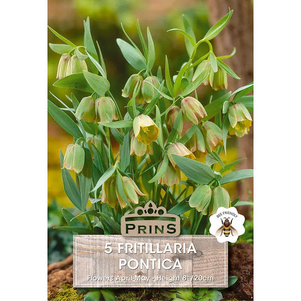 Fritillaria 'Pontica' (5 bulbs) image 0
