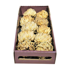 SageDecor Dried Artichokes (Pack of 10) image 0