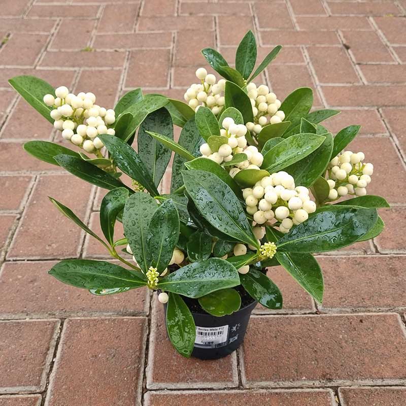 Skimmia japonica ‘O’ Berries White’ (f) (12cm Pot) image 0