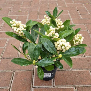 Skimmia japonica ‘O’ Berries White’ (f) (12cm Pot) image 1