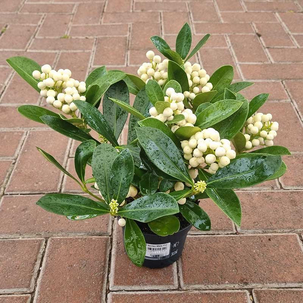 Skimmia japonica ‘O’ Berries White’ (f) (12cm Pot) image 1