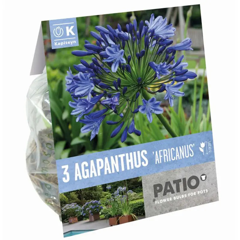Agapanthus 'Africanus' (3 bulbs) image 0