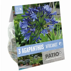Agapanthus 'Africanus' (3 bulbs) image 0