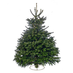 Needlefresh Nordmann Fir Cut Christmas Tree image 0