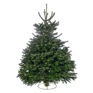 Needlefresh Nordmann Fir Cut Christmas Tree image 0