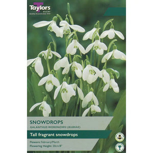 Galanthus woronowii Snowdrops (10 bulbs) image 0