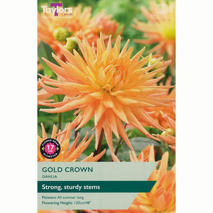 Dahlia 'Gold Crown' (1 Tuber) image 0