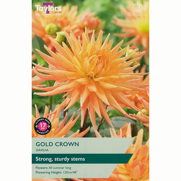 Dahlia 'Gold Crown' (1 Tuber) image 0