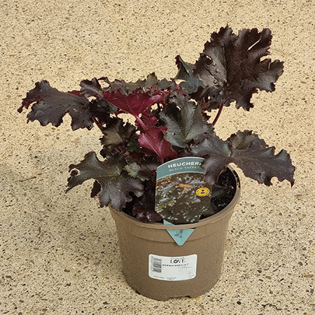 Heuchera ‘Black Taffeta’ (2-Litre Pot) image 0