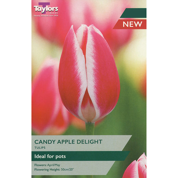 Tulip ‘Candy Apple Delight’ (6 Bulbs) image 0