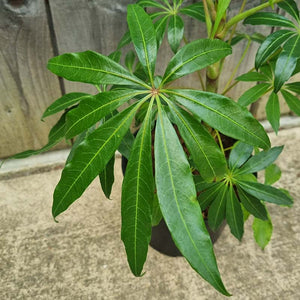 Schefflera taiwanian (Umbrella Tree) (2-Litre Pot) image 0