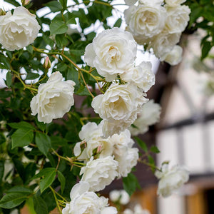 David Austin Iceberg® Climbing Rose (6-Litre Pot) image 0