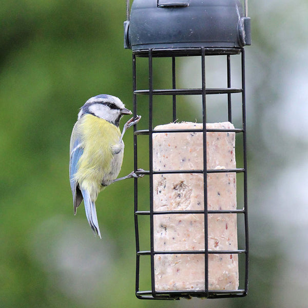 Henry Bell Suet Peanut & Mealworm Roll image 1