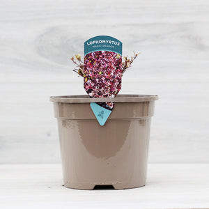 Lophomyrtus ‘Magic Dragon’ (3-Litre Pot) image 1