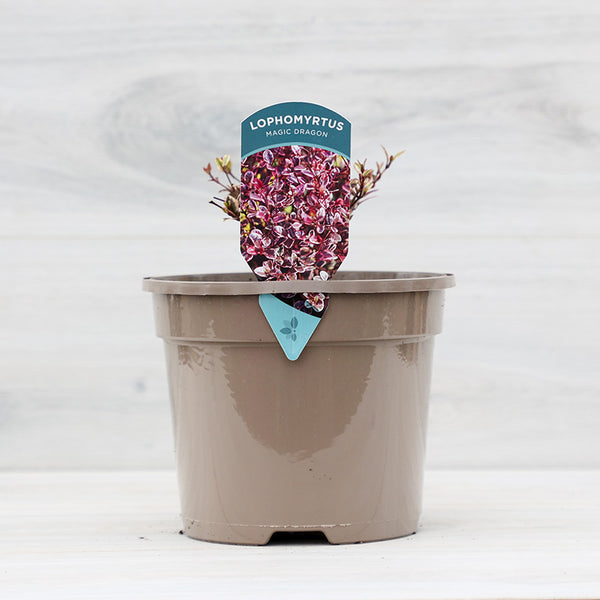 Lophomyrtus ‘Magic Dragon’ (3-Litre Pot) image 1