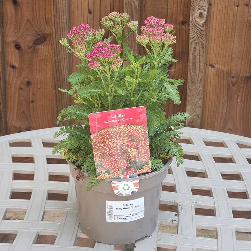 Achillea ‘Milly Rock Cherry’ (2-Litre Pot) image 0