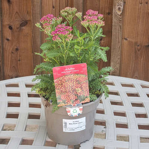 Achillea ‘Milly Rock Cherry’ (2-Litre Pot) image 1
