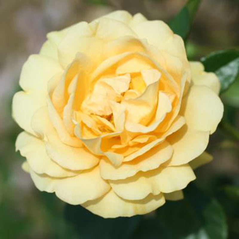 Whartons Roses ‘Absolutely Fabulous’ Hybrid Tea Bush Rose (3-Litre Pot) image 0