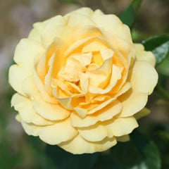 Whartons Roses ‘Absolutely Fabulous’ Hybrid Tea Bush Rose (3-Litre Pot) image 0