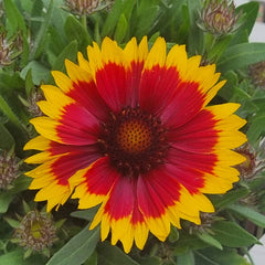 Gaillardia ‘Guapa Flamenco Bicolour’ (3-Litre Pot) image 0