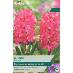 Hyacinth ‘Jan Bos’ (5 bulbs) image 0