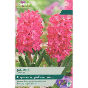 Hyacinth ‘Jan Bos’ (5 bulbs) image 0