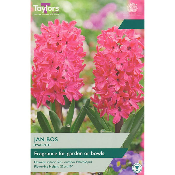 Hyacinth ‘Jan Bos’ (5 bulbs) image 0