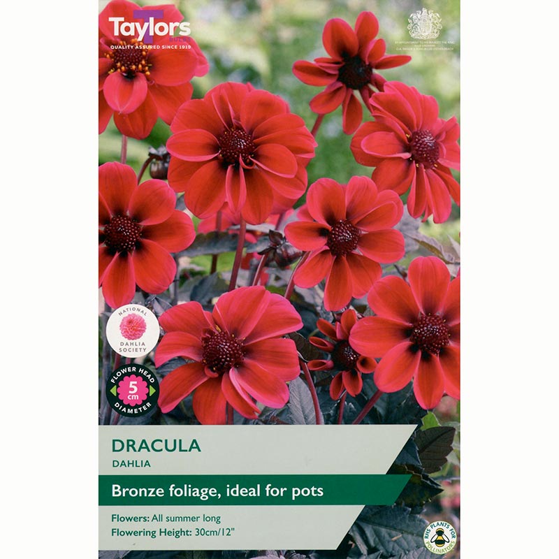 Dahlia ‘Dracula’ with Deep Red Flowers (1 Tuber) image 0