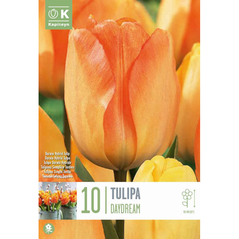 Tulip Darwin Hybrid ‘Daydream’ (10 Bulbs) image 0