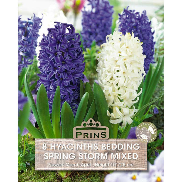 Hyacinth Bedding Spring Storm Mixed – Blue and White (8 Bulbs) image 0