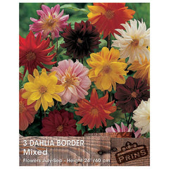 Dahlia 'Border Mixed' (3 tubers) image 0
