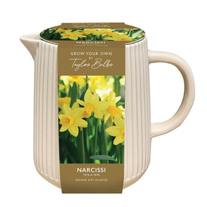 Indoor Jug Planter with Narcissus ‘Tête-à-tête’ (5 bulbs) image 0