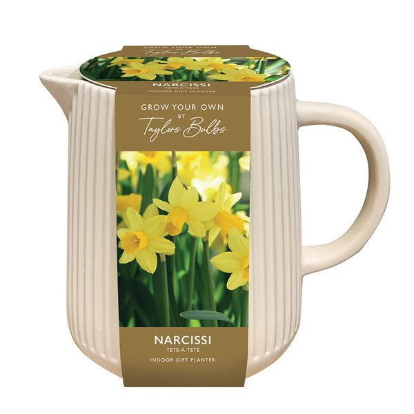 Indoor Jug Planter with Narcissus ‘Tête-à-tête’ (5 bulbs) image 0