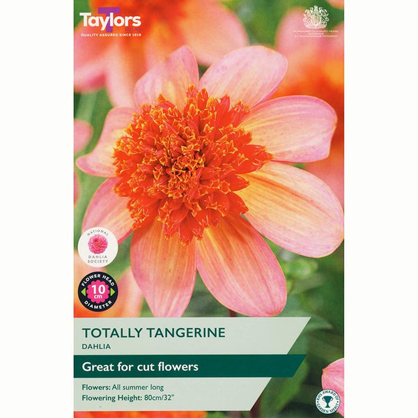 Dahlia ‘Totally Tangerine’ With Orange and Pink Flowers (1 Tuber) image 0
