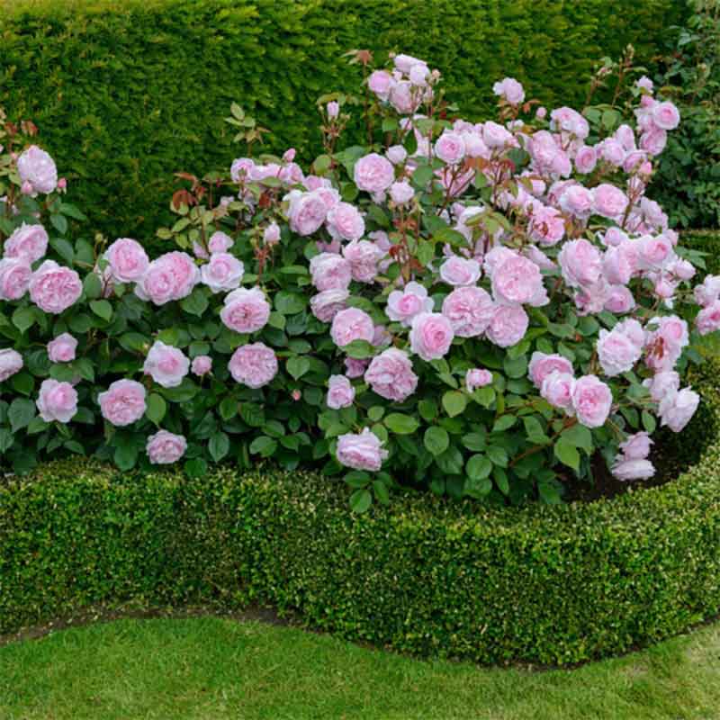 David Austin Olivia Rose Austin® English Shrub Rose (6-Litre Pot) image 0